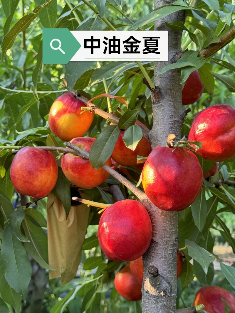 金夏油桃苗早熟外观亮丽离核黄肉浓甜丰产