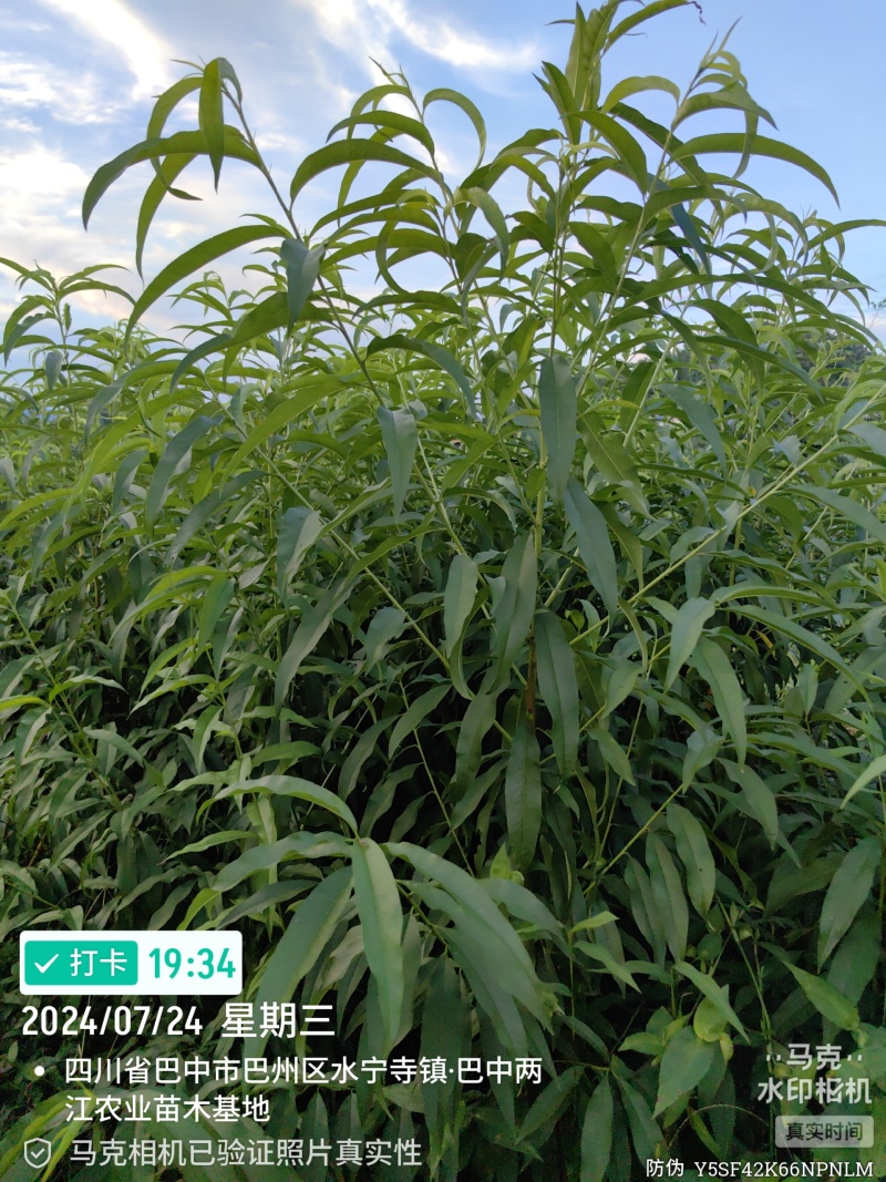 金夏油桃苗早熟外观亮丽离核黄肉浓甜丰产