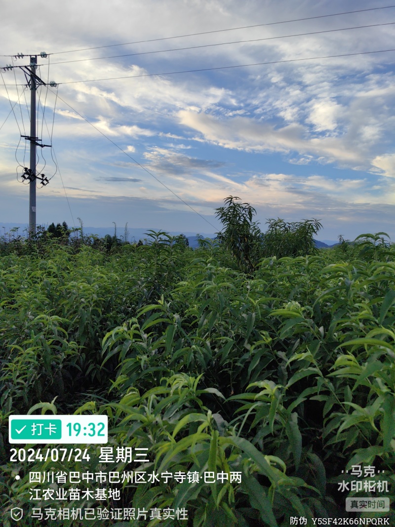 金夏油桃苗早熟外观亮丽离核黄肉浓甜丰产