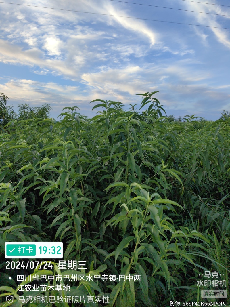金夏油桃苗早熟外观亮丽离核黄肉浓甜丰产