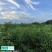 金夏油桃苗早熟外观亮丽离核黄肉浓甜丰产