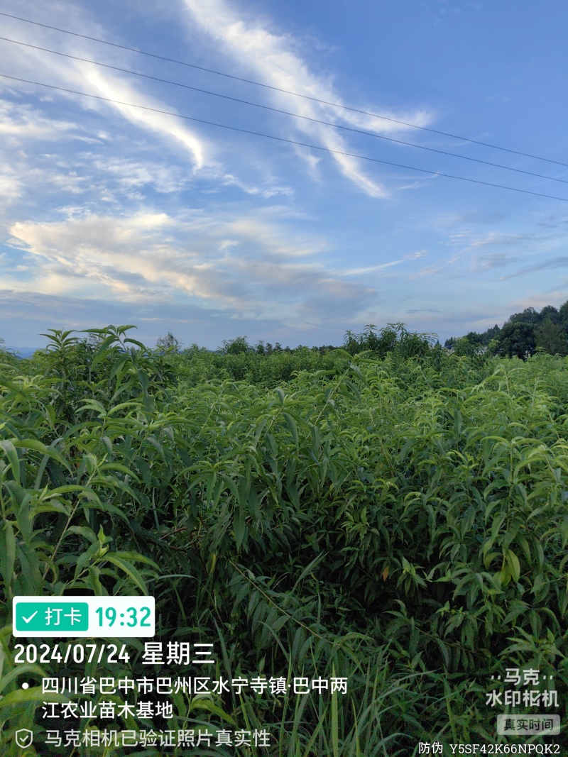 金夏油桃苗早熟外观亮丽离核黄肉浓甜丰产