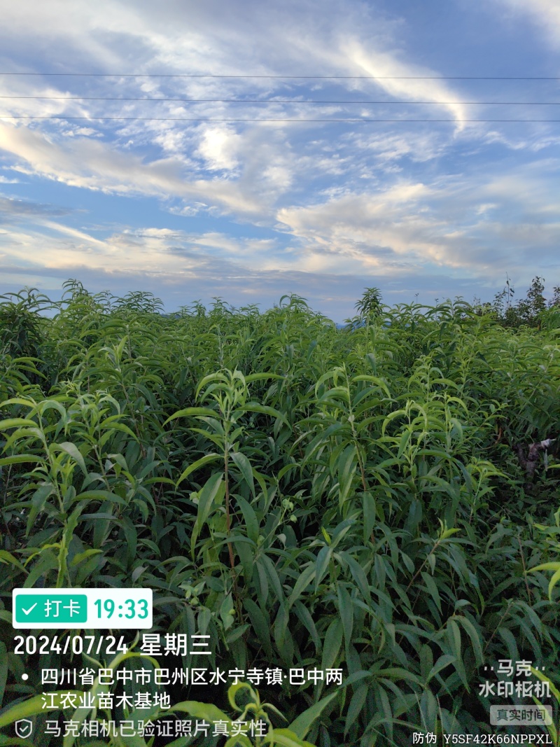 金夏油桃苗早熟外观亮丽离核黄肉浓甜丰产