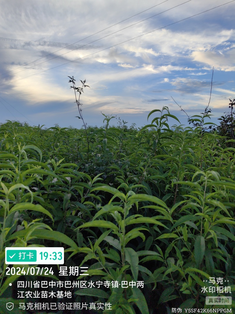 金夏油桃苗早熟外观亮丽离核黄肉浓甜丰产