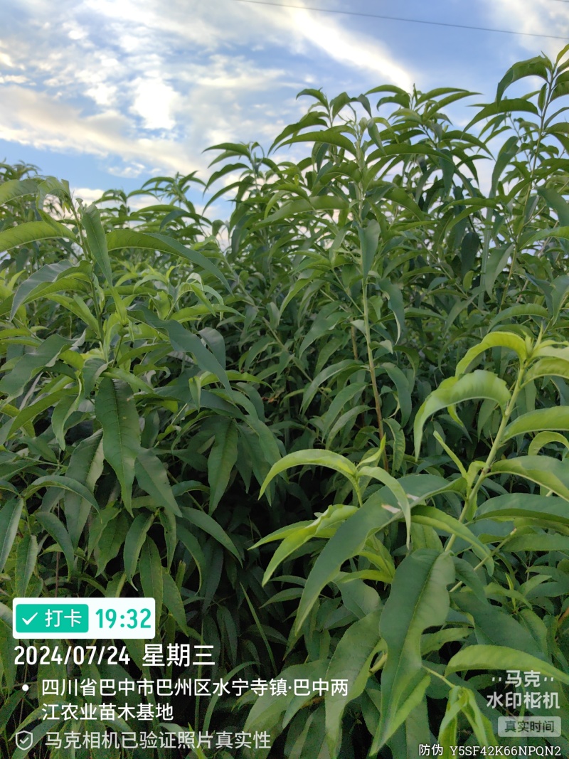 金夏油桃苗早熟外观亮丽离核黄肉浓甜丰产