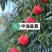 金夏油桃苗早熟外观亮丽离核黄肉浓甜丰产