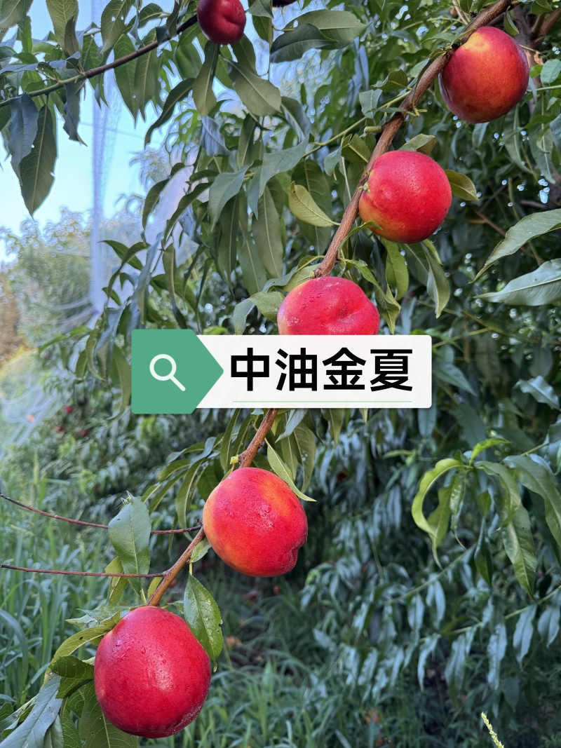 金夏油桃苗早熟外观亮丽离核黄肉浓甜丰产