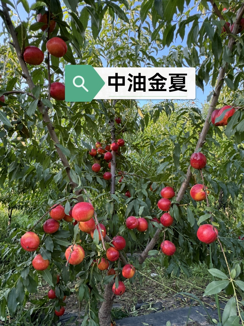 金夏油桃苗早熟外观亮丽离核黄肉浓甜丰产