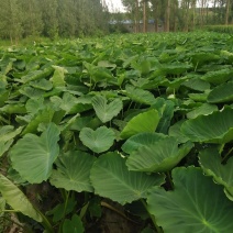 芋头8月下旬