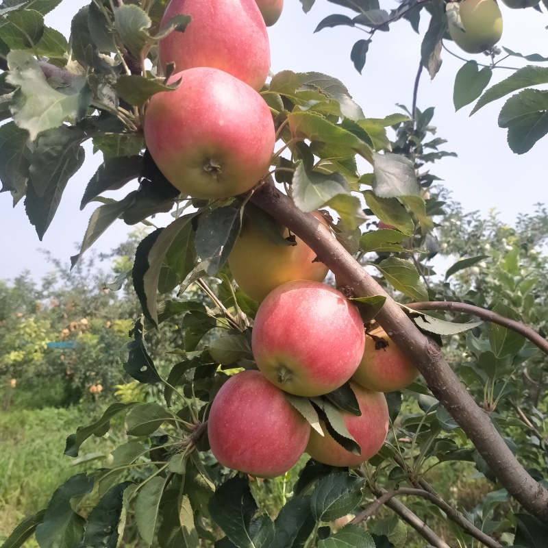 出售鲁丽苹果高桩艳丽，纯甜不酸