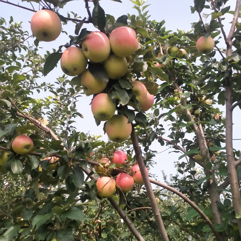 出售鲁丽苹果高桩艳丽，纯甜不酸