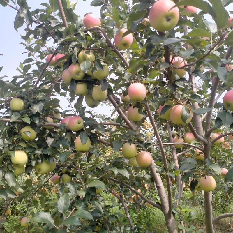 出售鲁丽苹果高桩艳丽，纯甜不酸