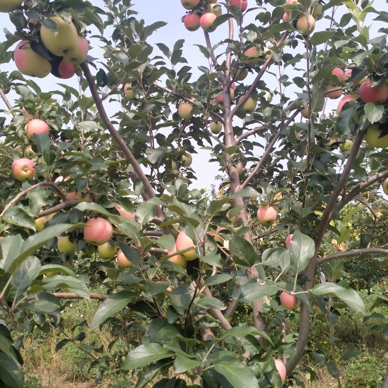 出售鲁丽苹果高桩艳丽，纯甜不酸