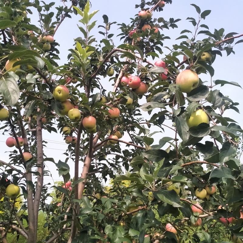 出售鲁丽苹果高桩艳丽，纯甜不酸