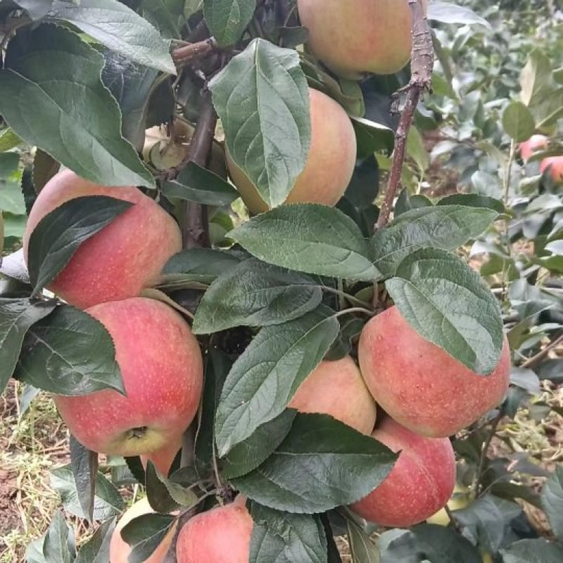 山东鲁丽苹果沙土地种植，囗感脆甜大量供应全国发货