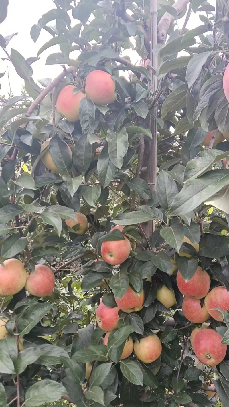 山东鲁丽苹果沙土地种植，囗感脆甜大量供应全国发货