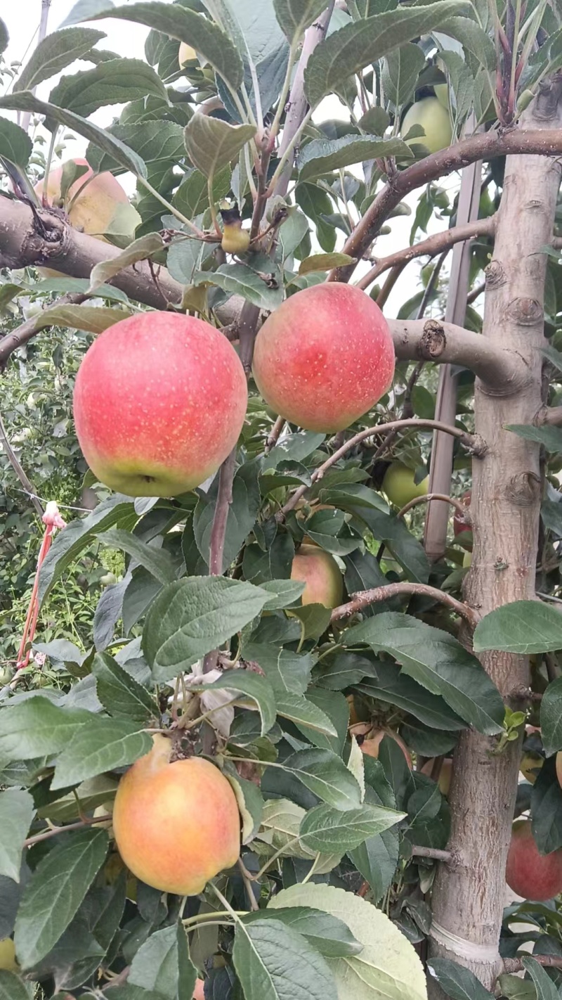 山东鲁丽苹果沙土地种植，囗感脆甜大量供应全国发货