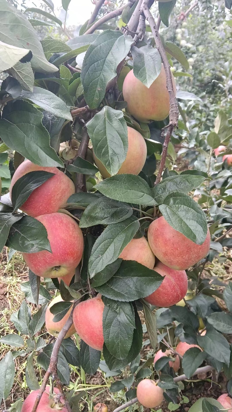 山东鲁丽苹果沙土地种植，囗感脆甜大量供应全国发货