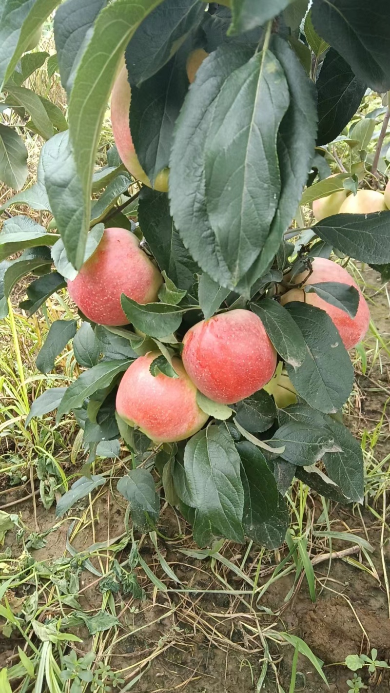 山东鲁丽苹果沙土地种植，囗感脆甜大量供应全国发货