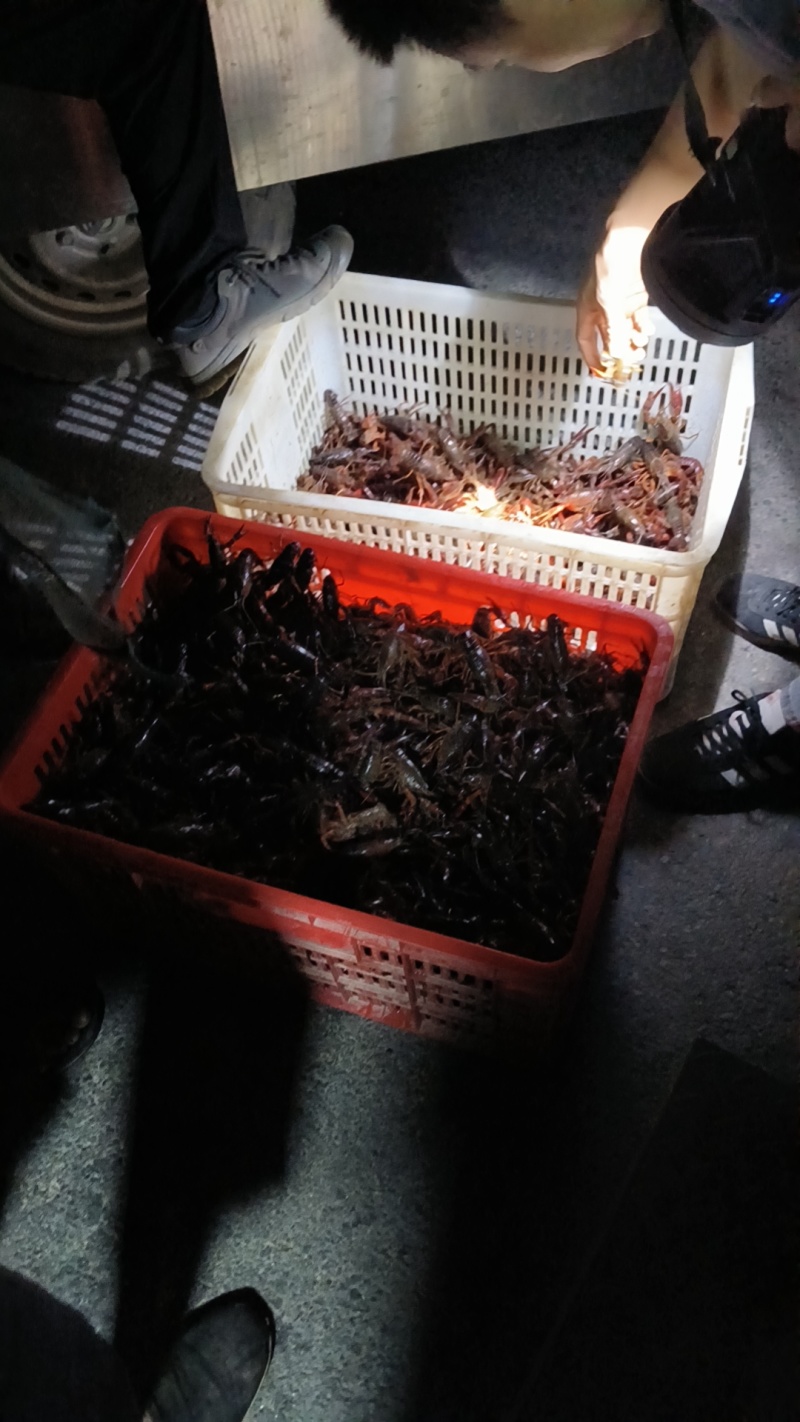 潜江小龙虾，专业批发产地直发！底板干净，物美价廉，质量有