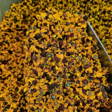 雪菊
