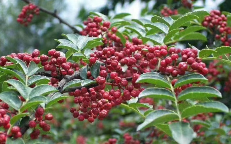 四川汉源鲜花椒大量上市，对接各种渠道老板，需要的联系我哦