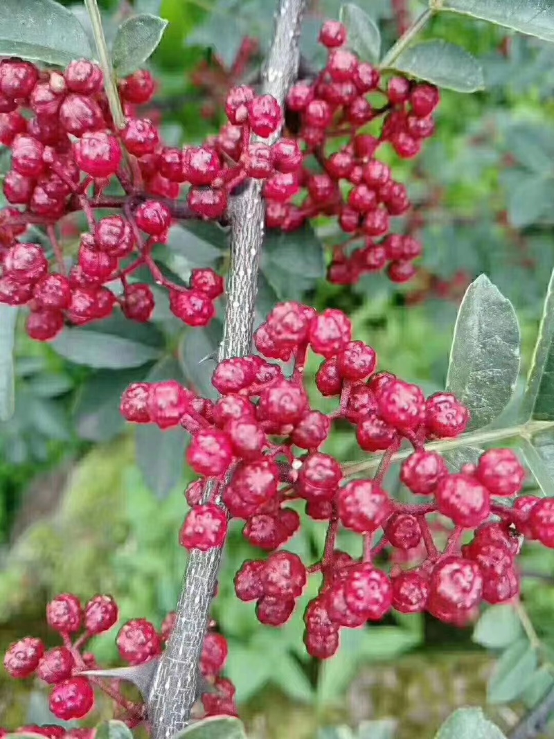 四川汉源鲜花椒大量上市，对接各种渠道老板，需要的联系我哦