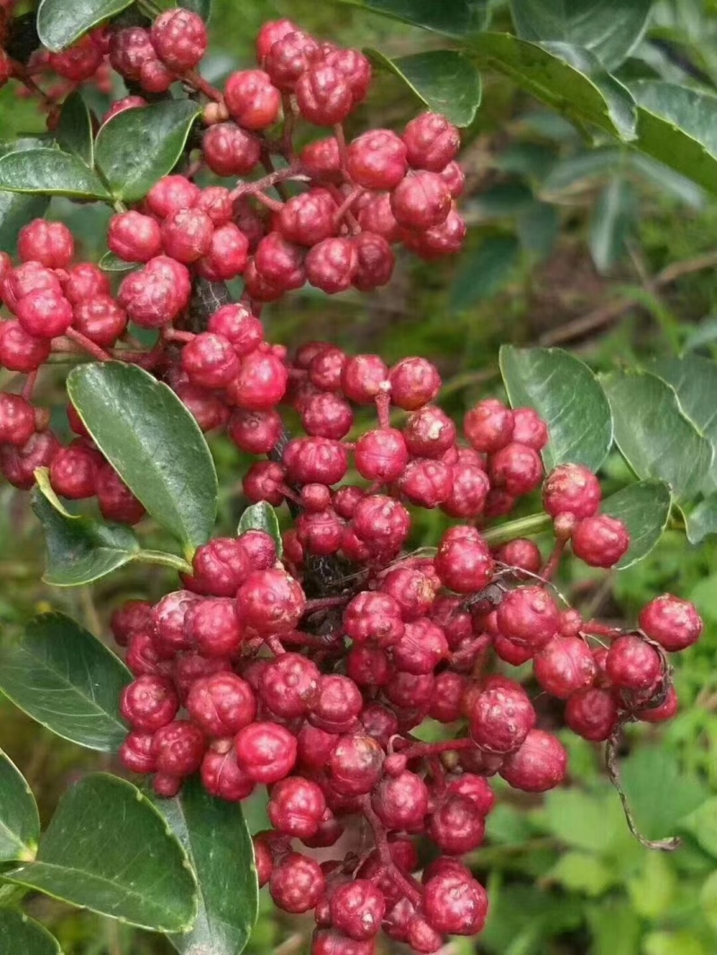 四川汉源鲜花椒大量上市，对接各种渠道老板，需要的联系我哦