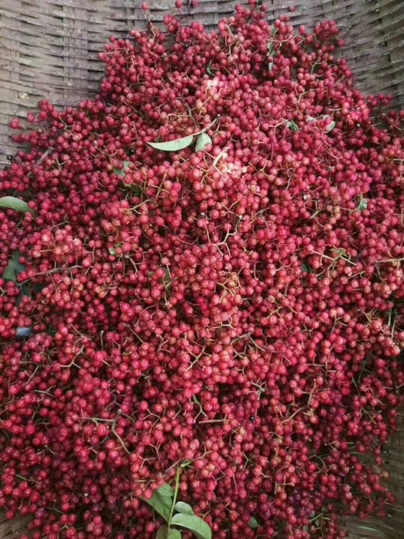 四川汉源鲜花椒大量上市，对接各种渠道老板，需要的联系我哦