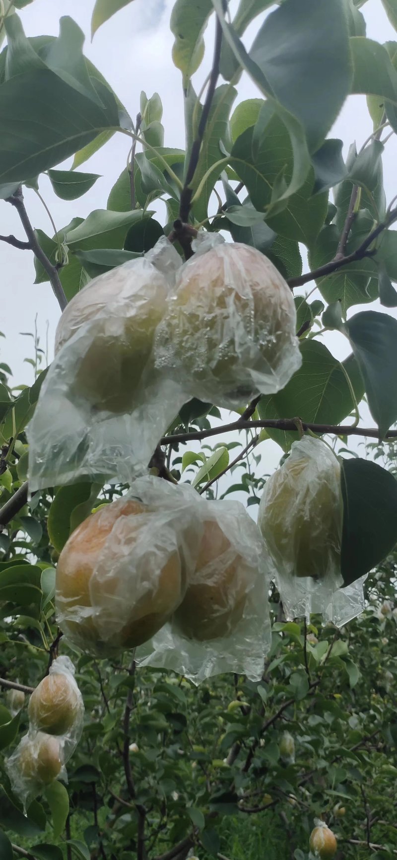 红香酥梨，香，酥，脆甜！确实好吃