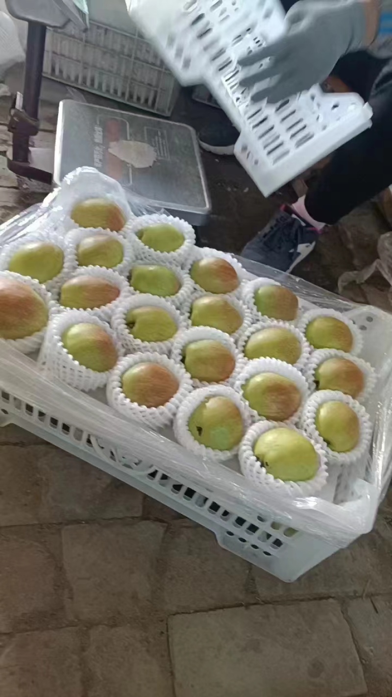 新鲜阳信媚梨七号阳信特产新梨七号皮薄多汁脆甜