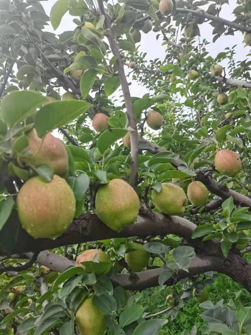 新鲜阳信媚梨七号阳信特产新梨七号皮薄多汁脆甜