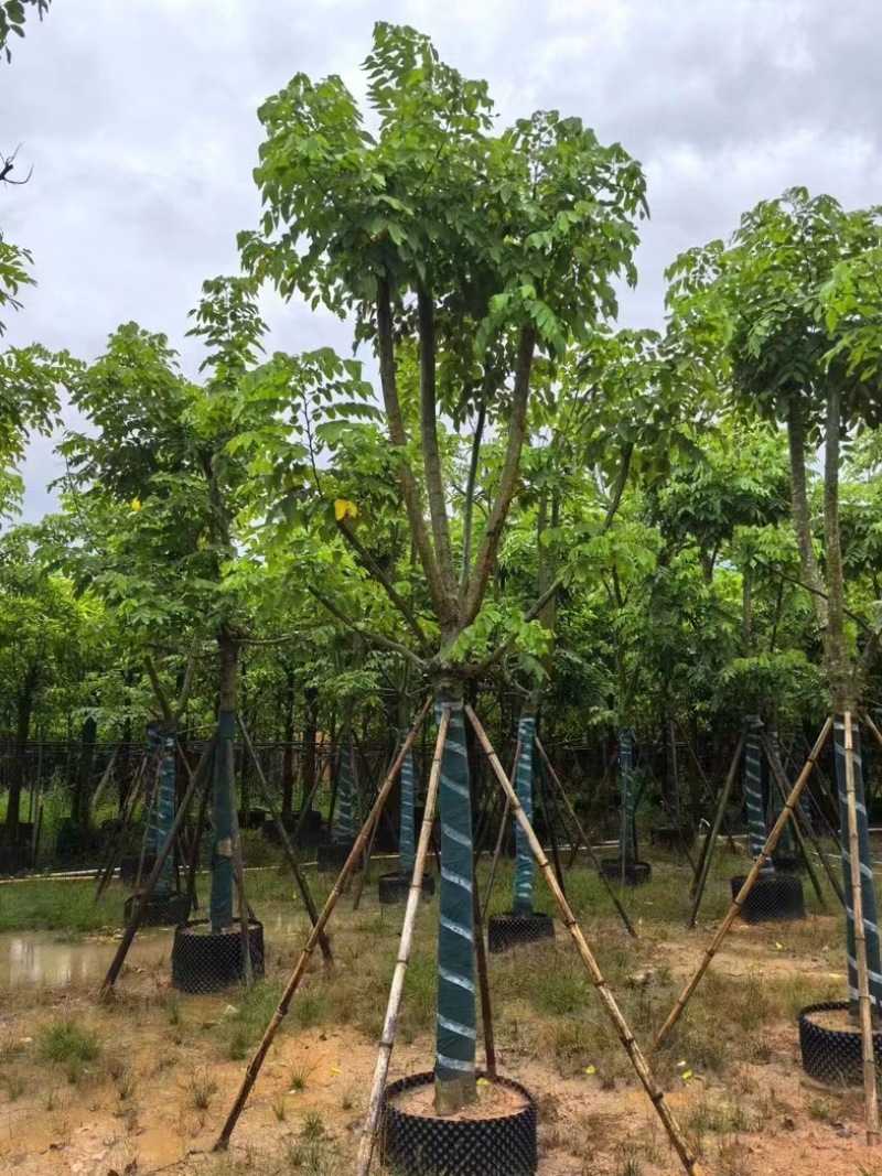 黄花腊肠树黄金树15～18公分产地直发质量保证