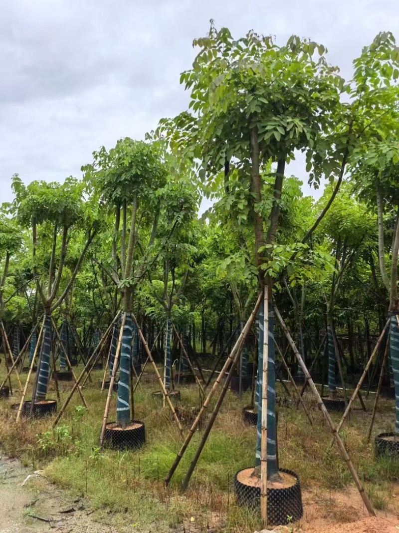 黄花腊肠树黄金树15～18公分产地直发质量保证