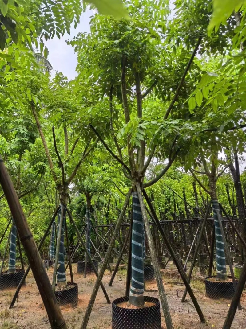 黄花腊肠树黄金树15～18公分产地直发质量保证