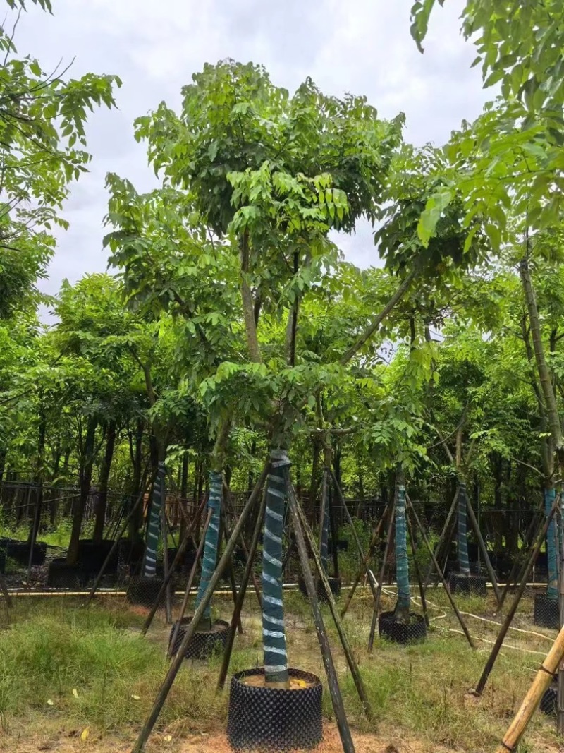 黄花腊肠树黄金树15～18公分产地直发质量保证