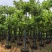 黄花腊肠树黄金树15～18公分产地直发质量保证