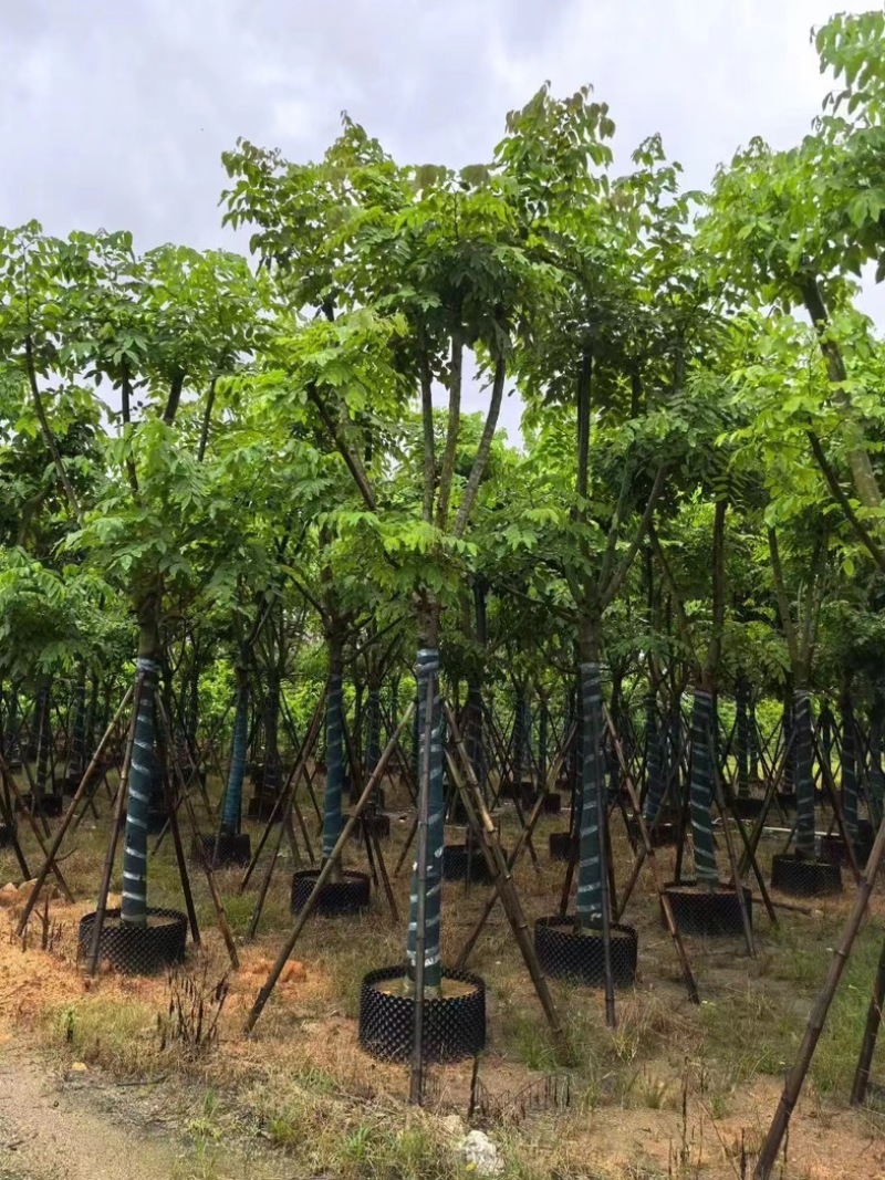 黄花腊肠树黄金树15～18公分产地直发质量保证