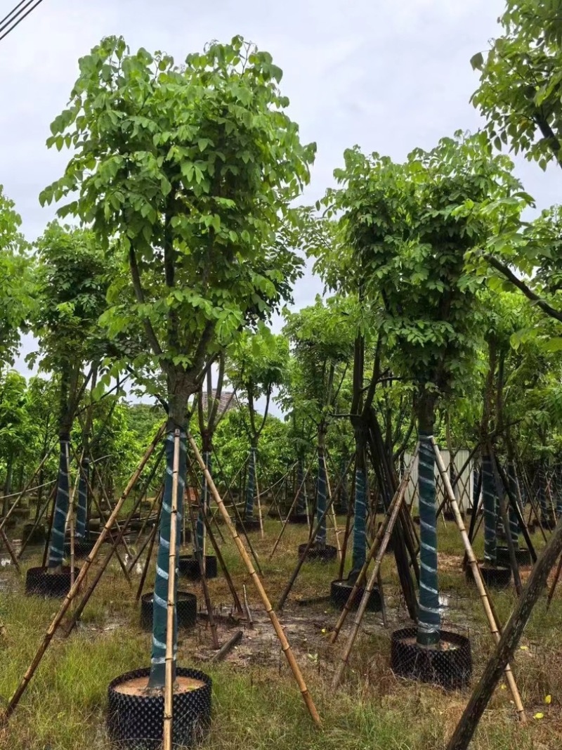 黄花腊肠树黄金树15～18公分产地直发质量保证