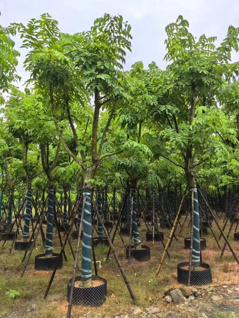 黄花腊肠树黄金树15～18公分产地直发质量保证