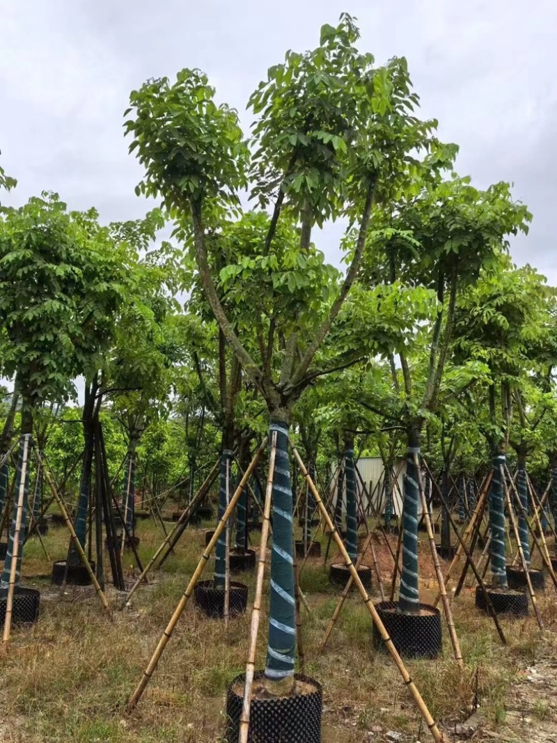 黄花腊肠树黄金树15～18公分产地直发质量保证