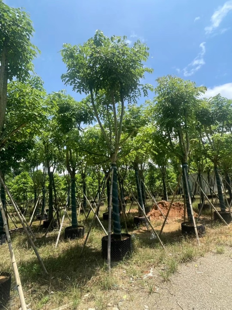 黄花腊肠树黄金树15～18公分产地直发质量保证