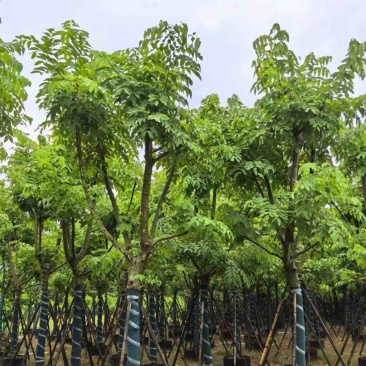 黄花腊肠树黄金树15～18公分产地直发质量保证