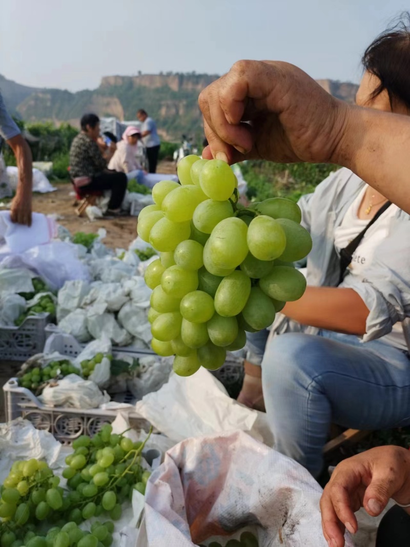 山西维多利亚大量上市，质量好价格优，欢迎各地老板前来合作
