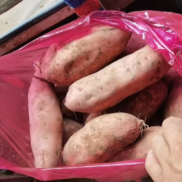 龙薯开封龙薯大量现货供应，规格齐全，可视频看货代发全国