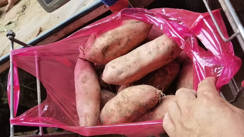 龙薯开封龙薯大量现货供应，规格齐全，可视频看货代发全国