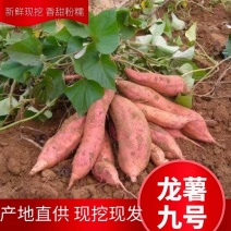 龙薯九号蜜薯电商红薯养殖加工厂淀粉薯基地直供红薯