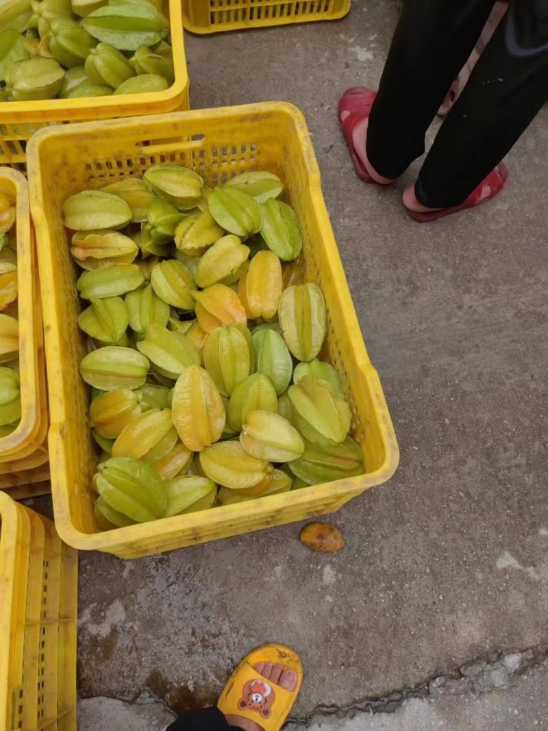 杨桃