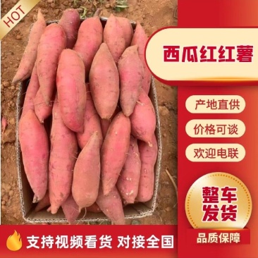精品长条西瓜红蜜薯电商红薯养殖加工厂淀粉薯龙薯红薯