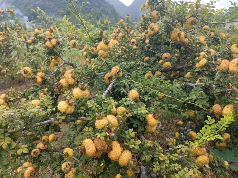 刺梨上市，欢迎订购